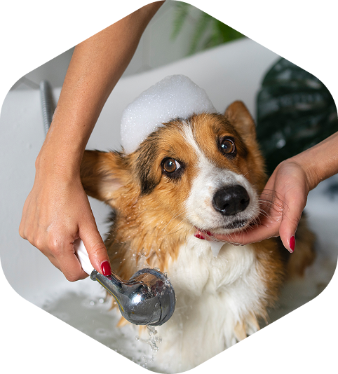 Linha Pet por Quimihouse
